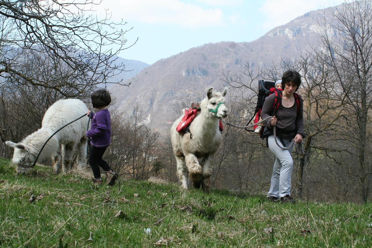 Il Capriolo Felice - Agriturismo Bed & Breakfast Lastebasse Exterior photo